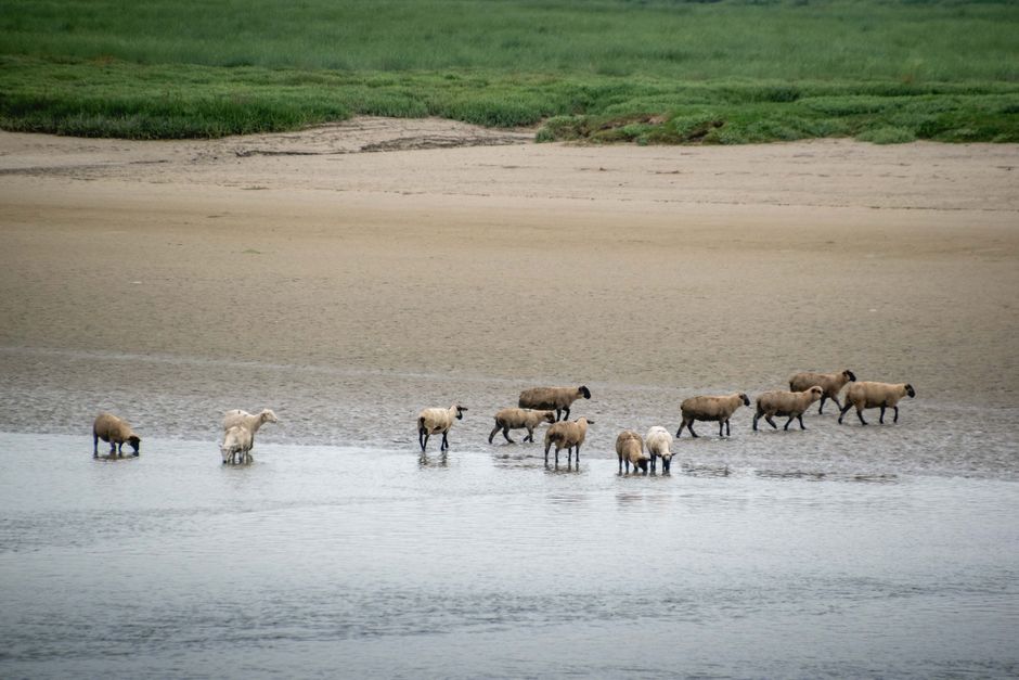 Kamperen in Baai van de Somme