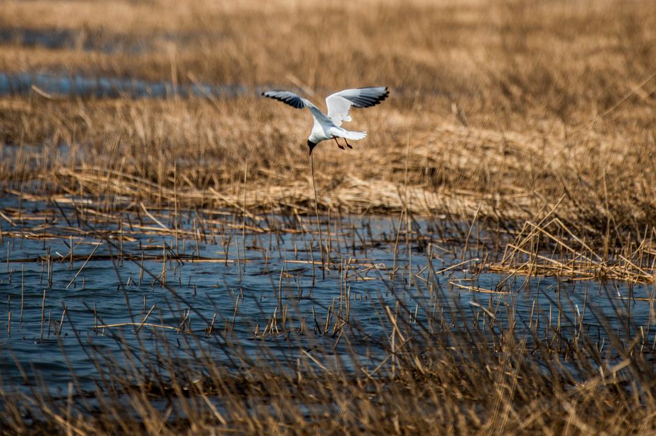 Kamperen in De Biesbosch