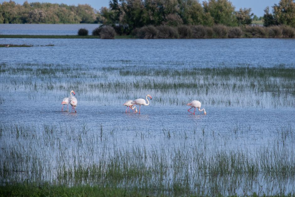 Kamperen in Camargue