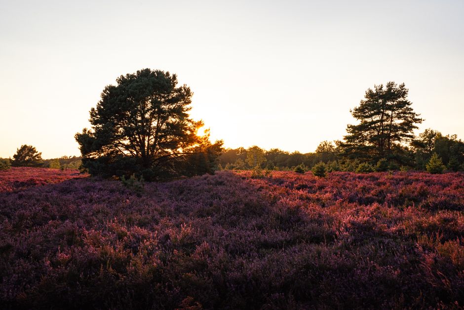 Kamperen in Luneburger Heide
