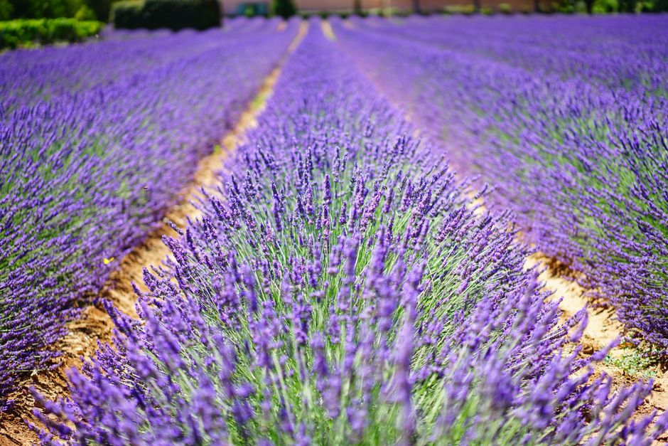 Provence & Gorges du Verdon