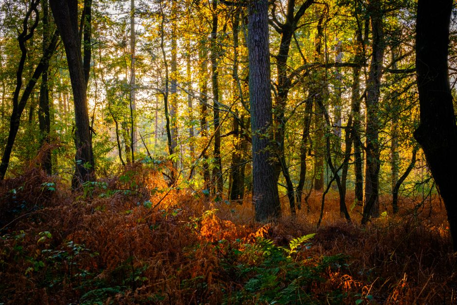 Kamperen in Utrechtse Heuvelrug