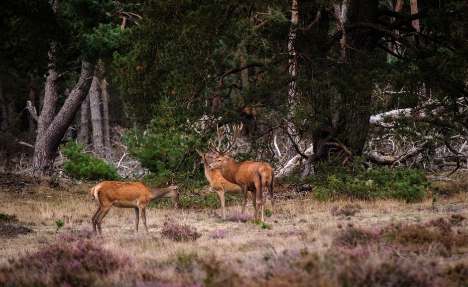 Veluwe & Achterhoek-lus