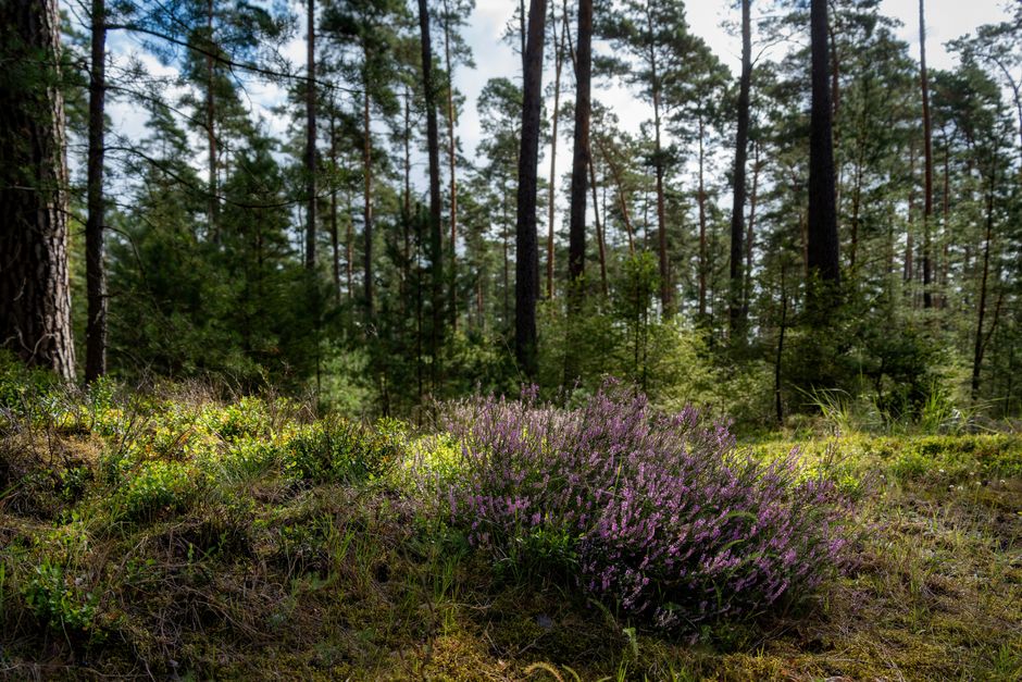Kamperen in Vlaamse Kempen