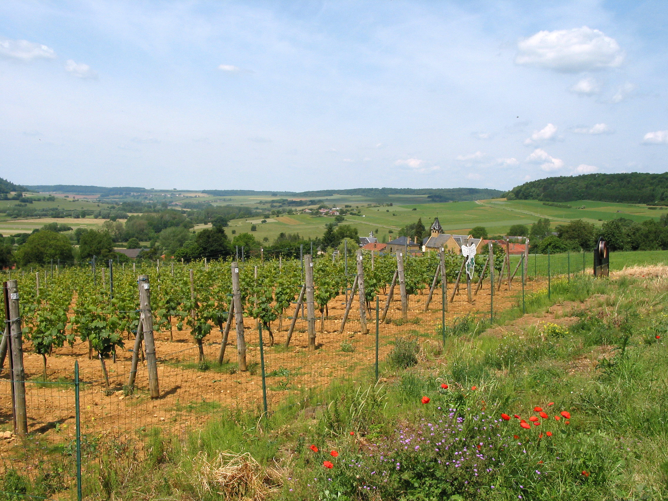 Torgny