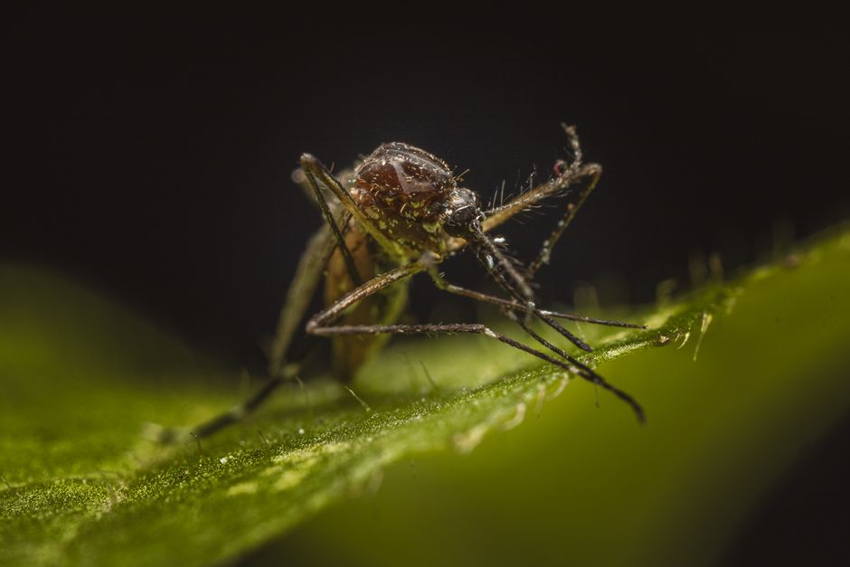 Insectenwering voor kampeerders: muggennet, spiraal of elektrisch apparaat?