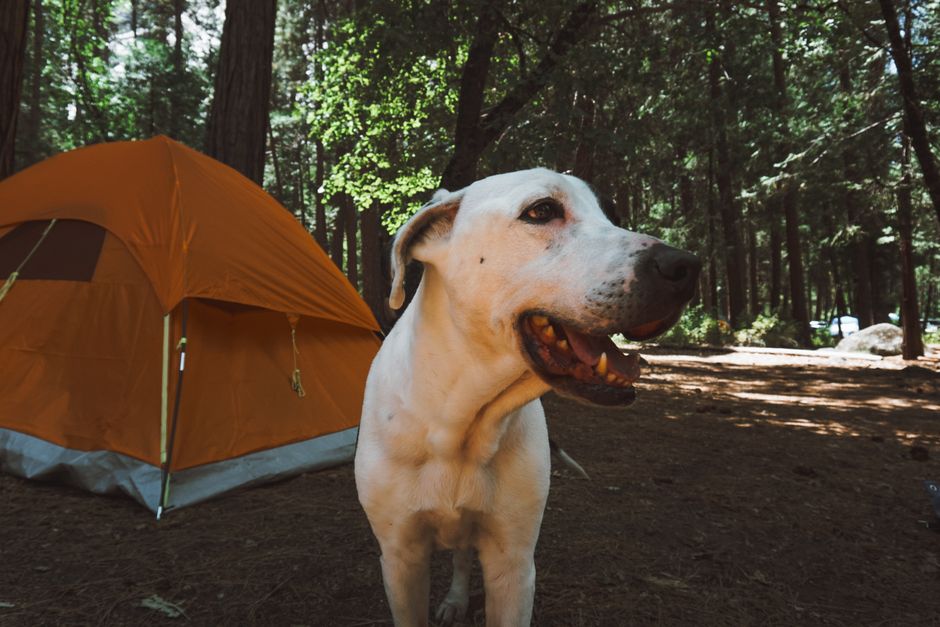 Op kamperen met de hond: de complete uitrusting