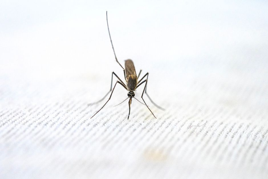 Muggen en insecten weren in en om je tent: horren, standplaats en middelen