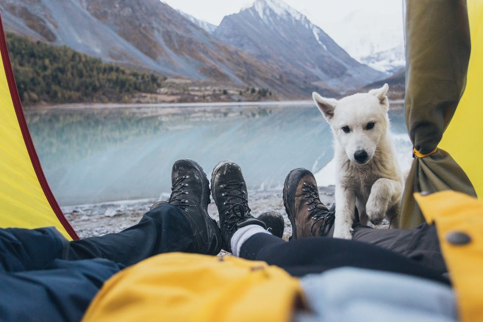 Kamperen met hond in de tent: materiaal, ruimte en krabschade voorkomen