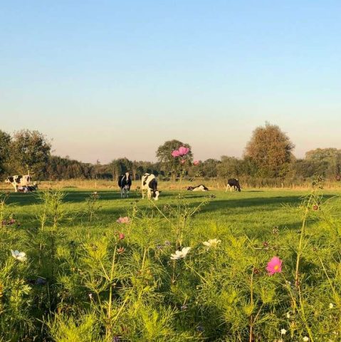 Camperplaats De Geneugten — Uitzicht vanaf de camperplaats