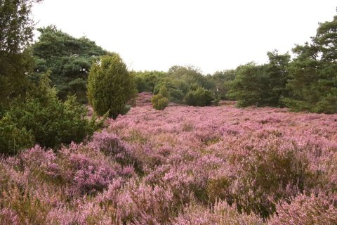 Plek bij Camping De Stal — Heidevelden in de buurt
