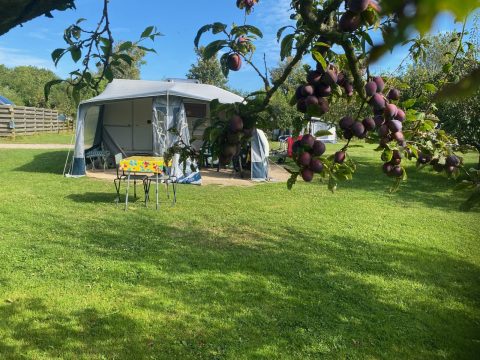 Plek bij Mini-camping Victoria — Boomgaardplaatsen tussen de pruimenbomen